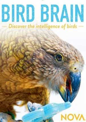 فيلم Bird Brain 2021 مترجم للعربية